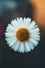 white daisy in bloom during daytime